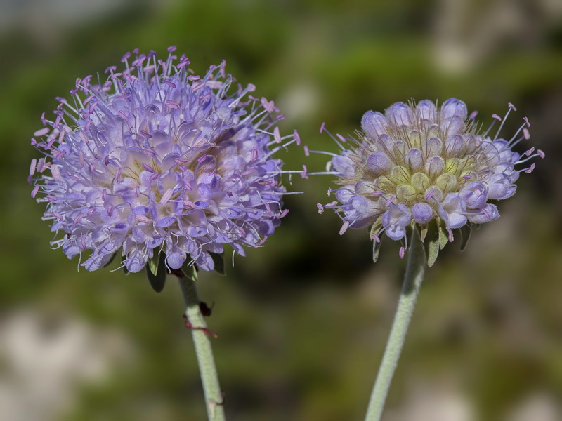 Pseudoscabiosa grosii.38