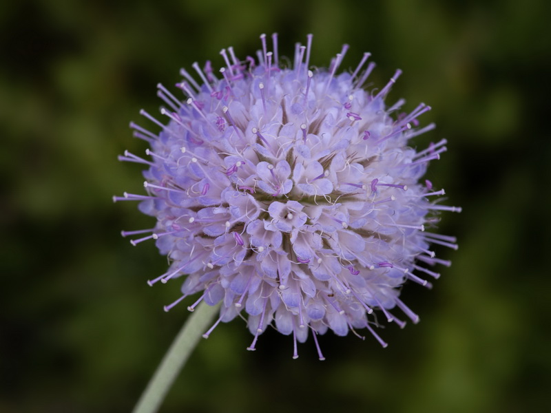 Pseudoscabiosa grosii.08