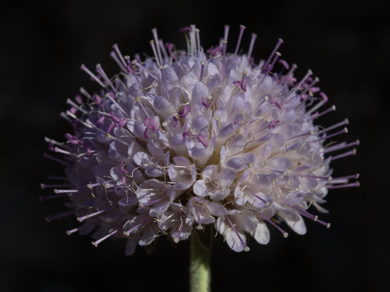 Pseudoscabiosa grosii.42