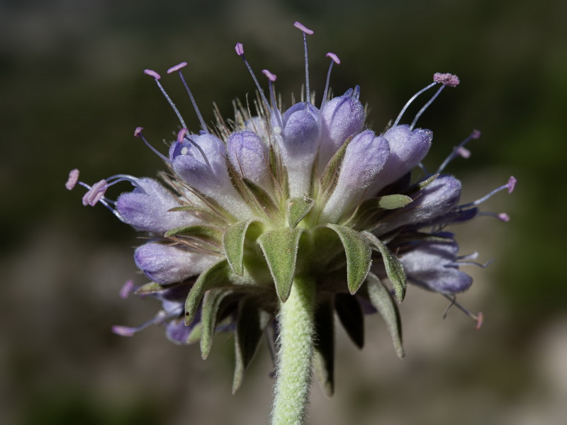 Pseudoscabiosa grosii.44