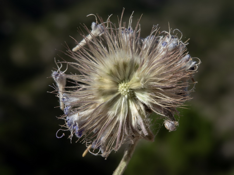 Pseudoscabiosa grosii.10