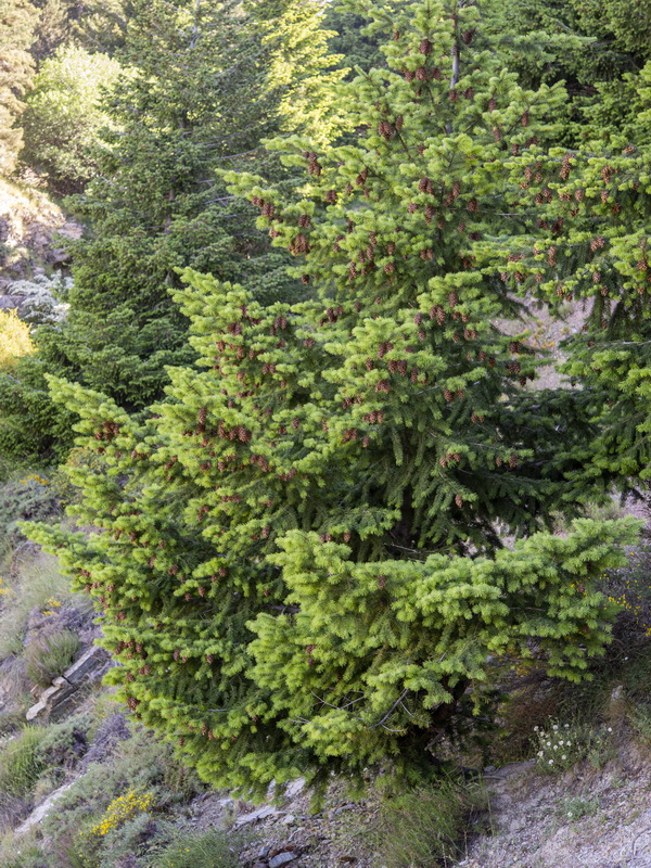 Pseudotsuga menziesii.14