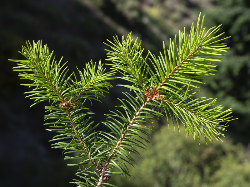 Pseudotsuga menziesii.19