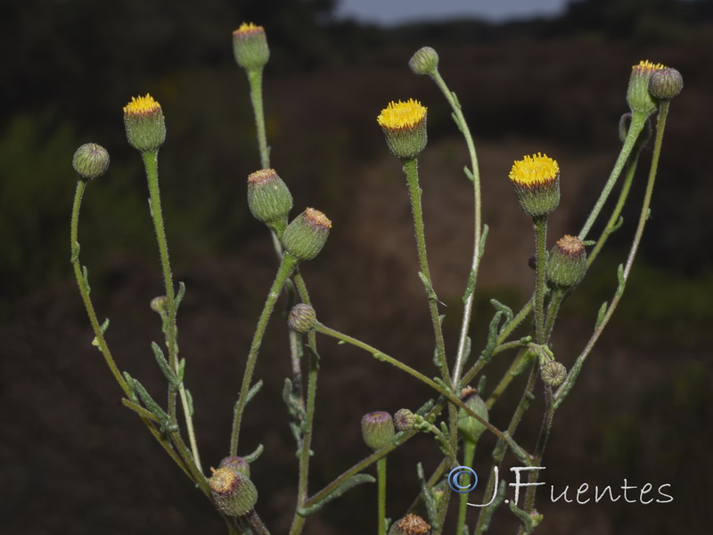 Pulicaria sicula.08