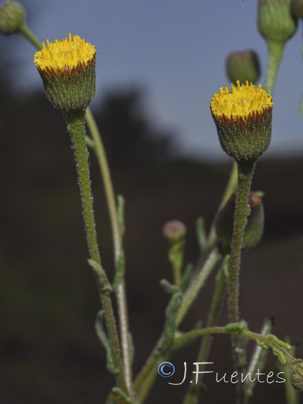 Pulicaria sicula.13