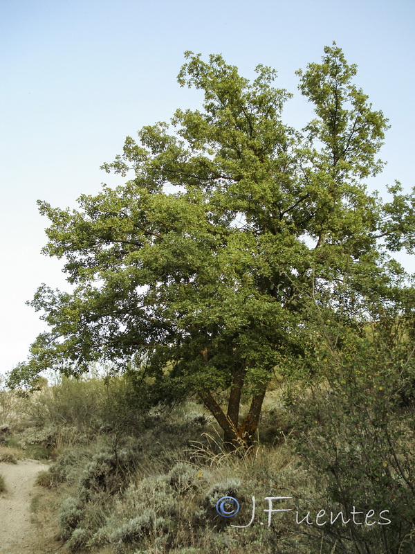 Quercus faginea faginea.14
