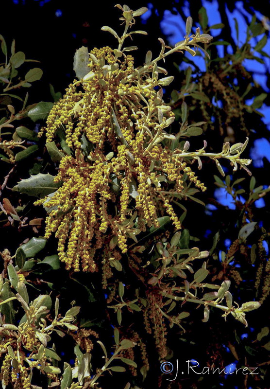 Quercus rotudifolia.20