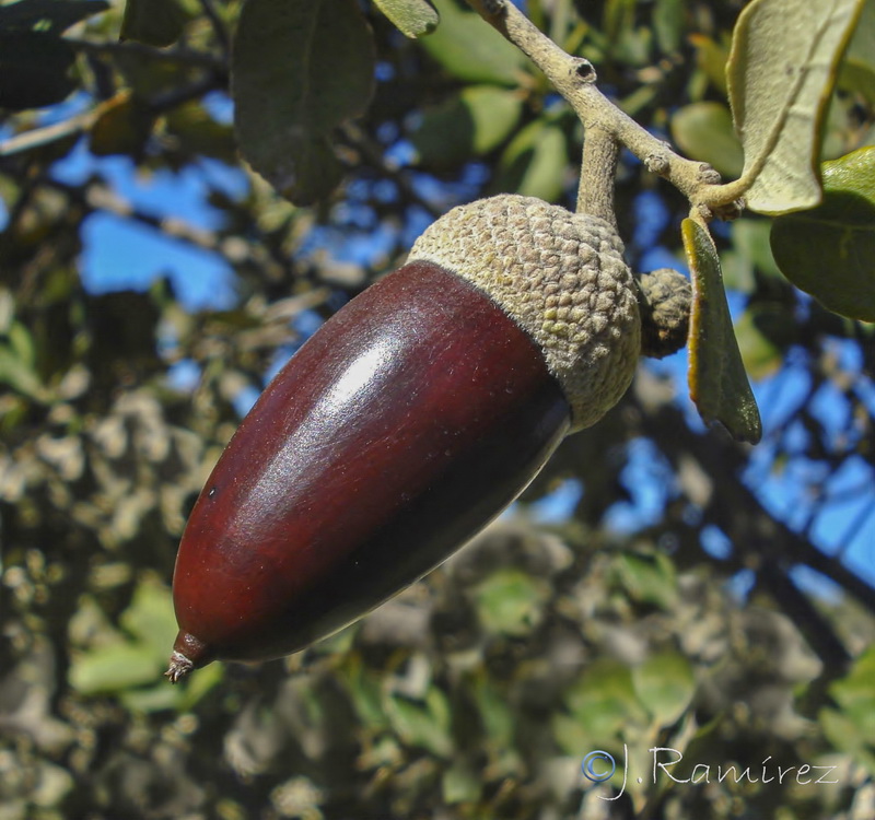 Quercus rotudifolia.23