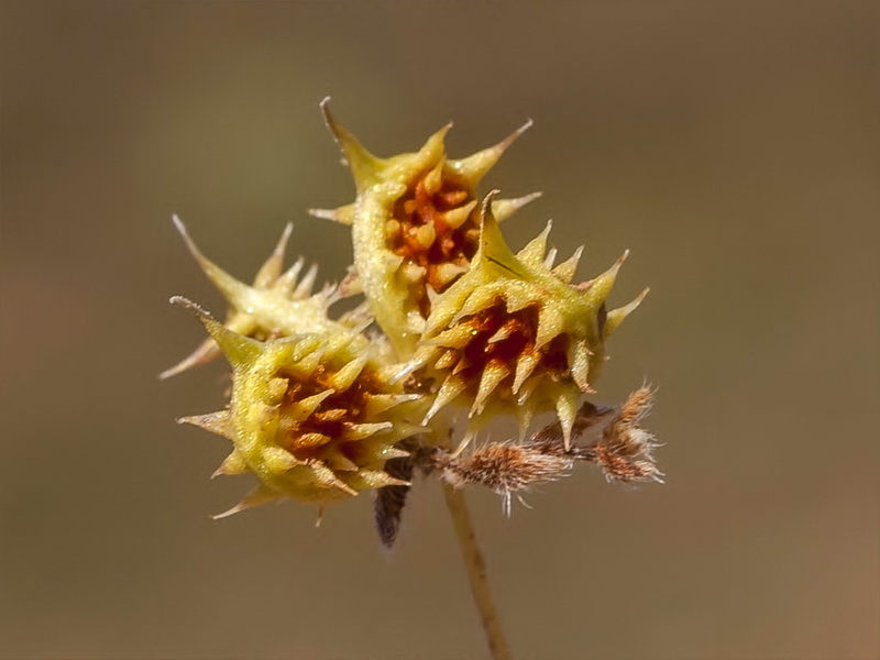 Ranunculus arvensis.16