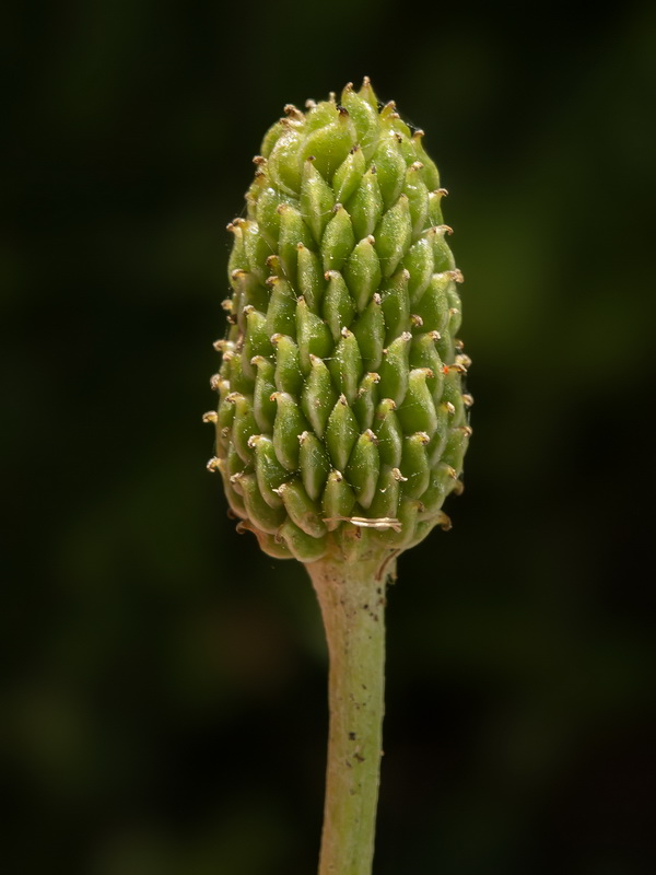 Ranunculus cherubicus girelai.39