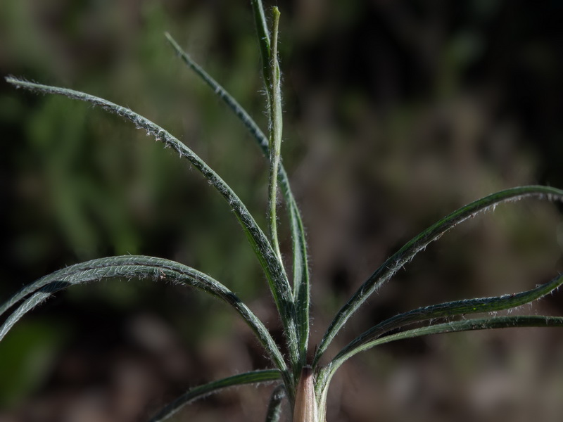 Ranunculus gramineus.47