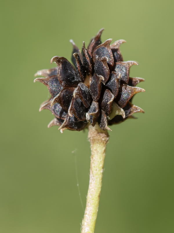 Ranunculus granatensis.0b