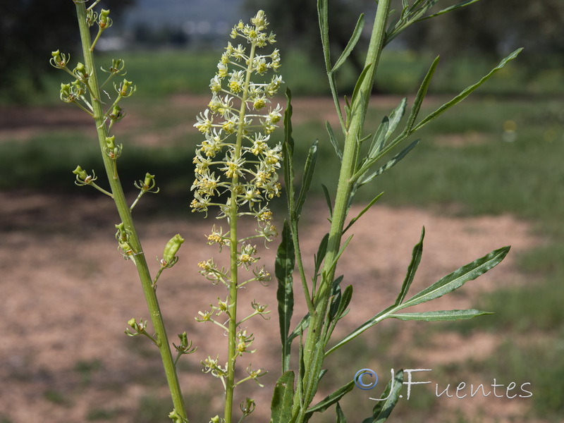 Reseda lutea lutea.02