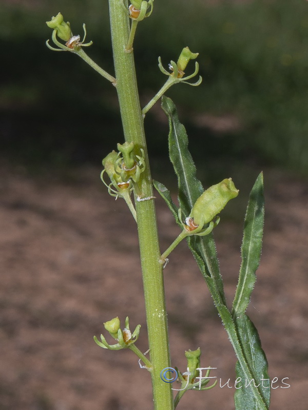 Reseda lutea lutea.05