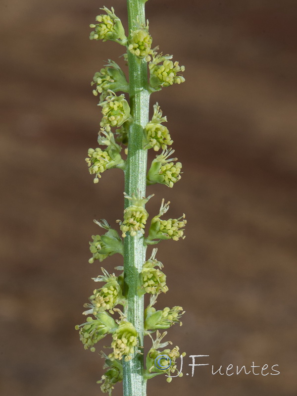 Reseda luteola.04