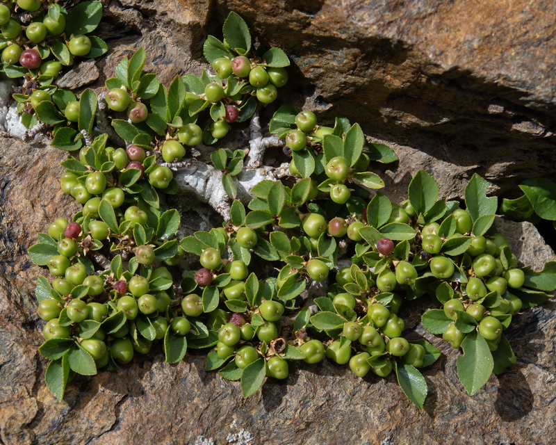 Rhamnus myrtifolia myrtifolia.36