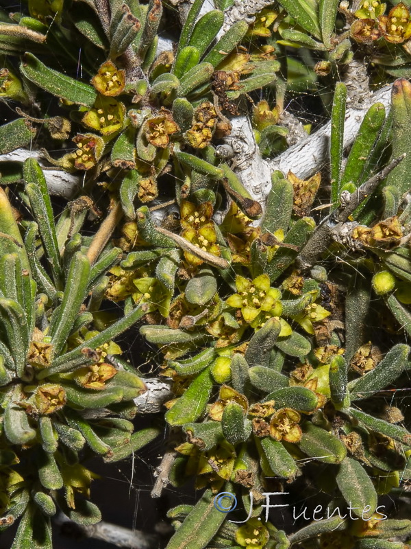 Rhamnus velutina almeriensis.09