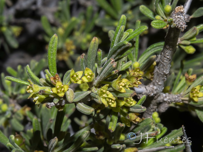 Rhamnus velutina almeriensis.11