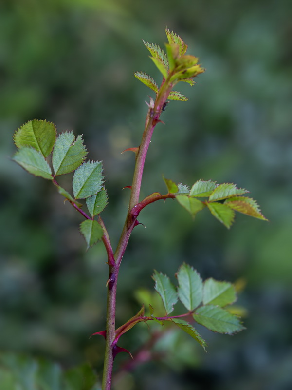 Rosa foetida.02