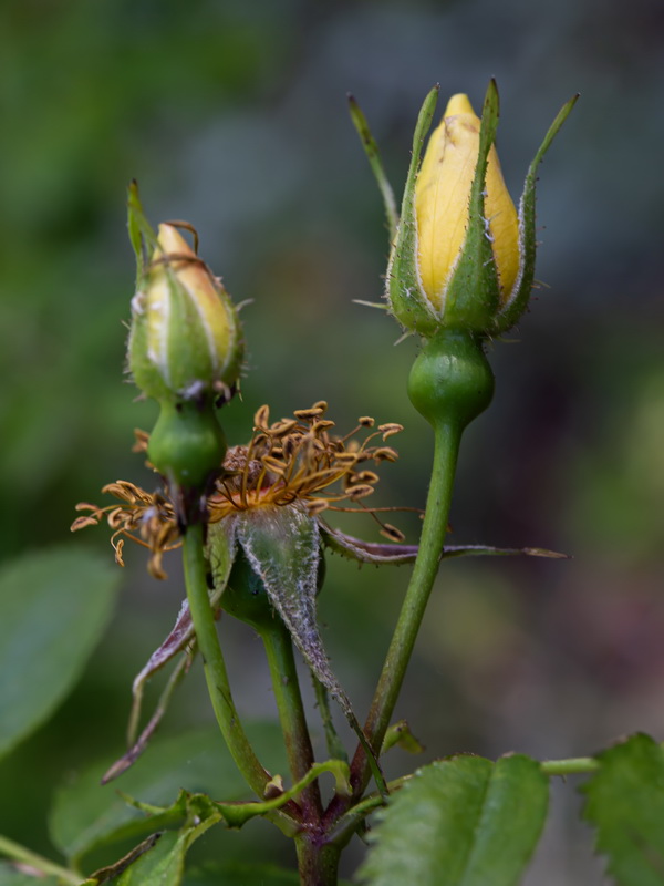 Rosa foetida.06