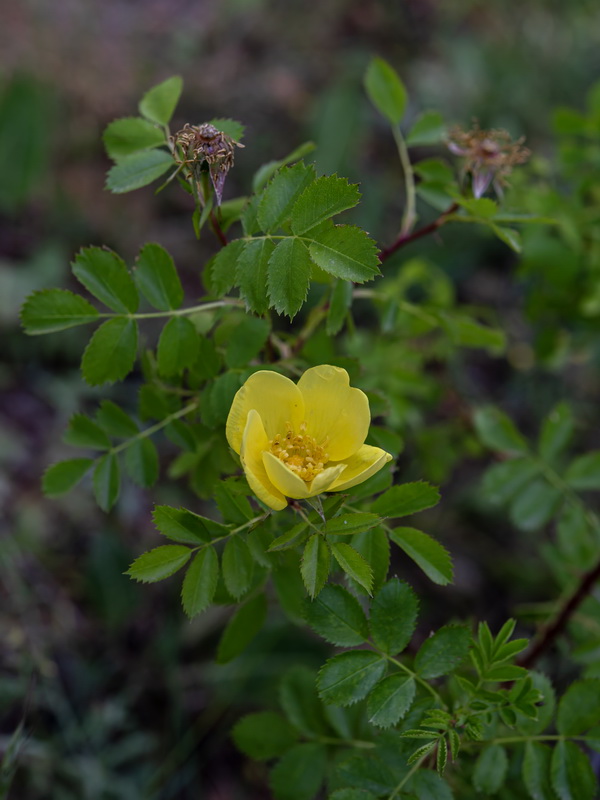 Rosa foetida.08