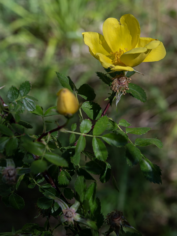 Rosa foetida.09