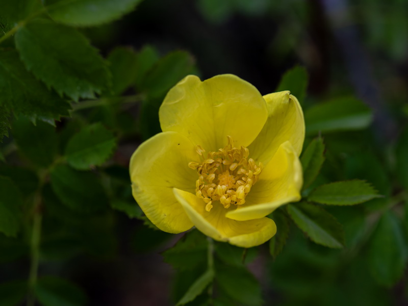 Rosa foetida.11