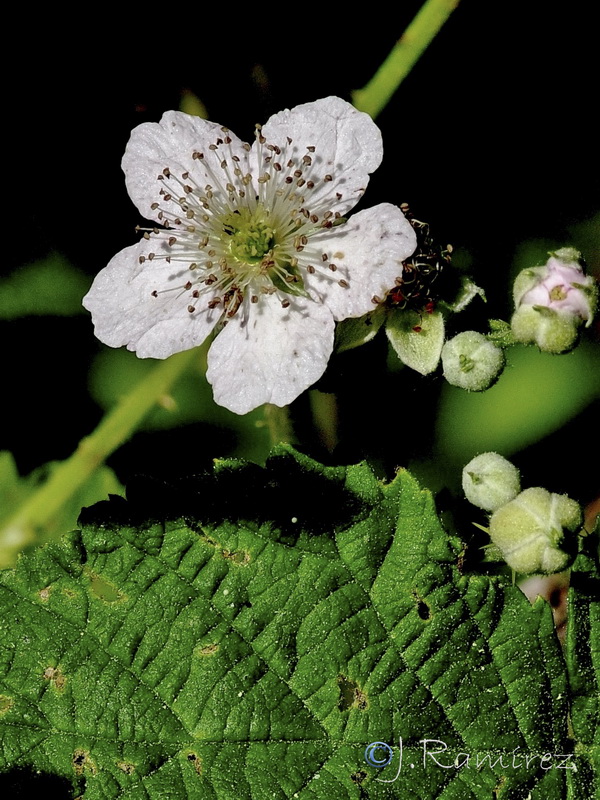 Rubus caesius.11