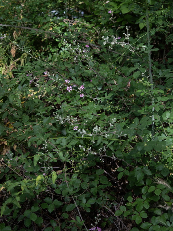 Rubus ulmifolius.10