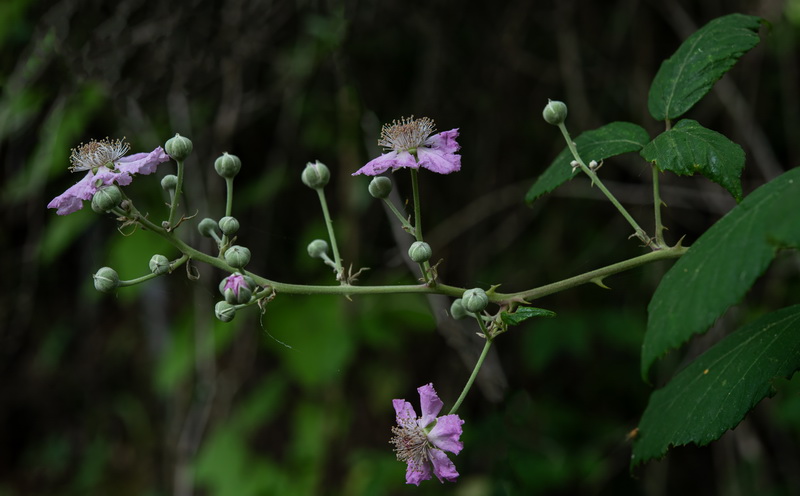 Rubus ulmifolius.19