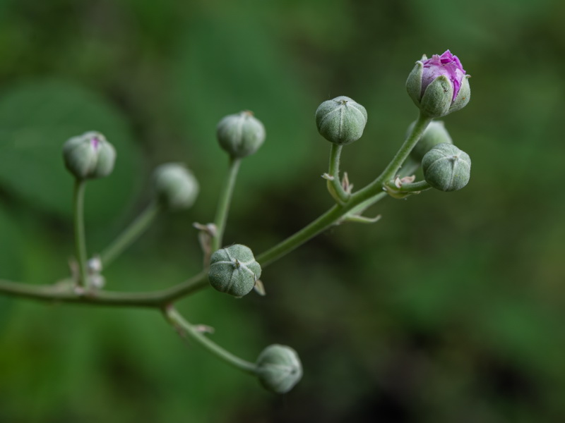 Rubus ulmifolius.21
