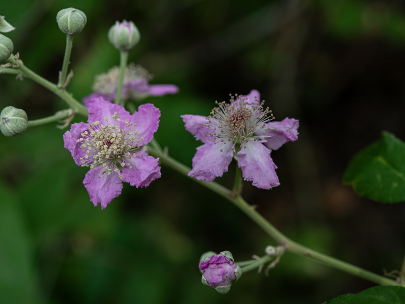 Rubus ulmifolius.22