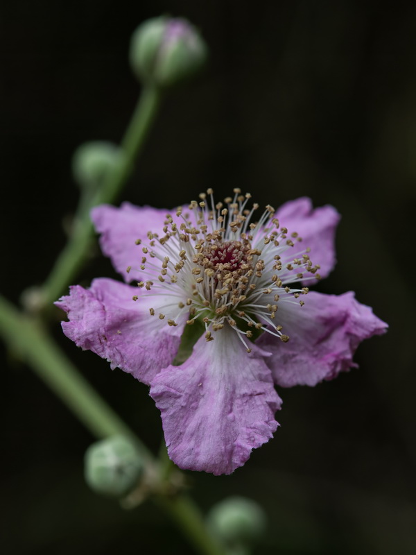 Rubus ulmifolius.23