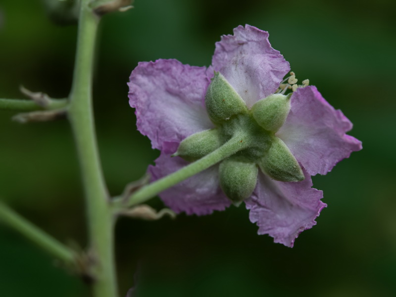 Rubus ulmifolius.26
