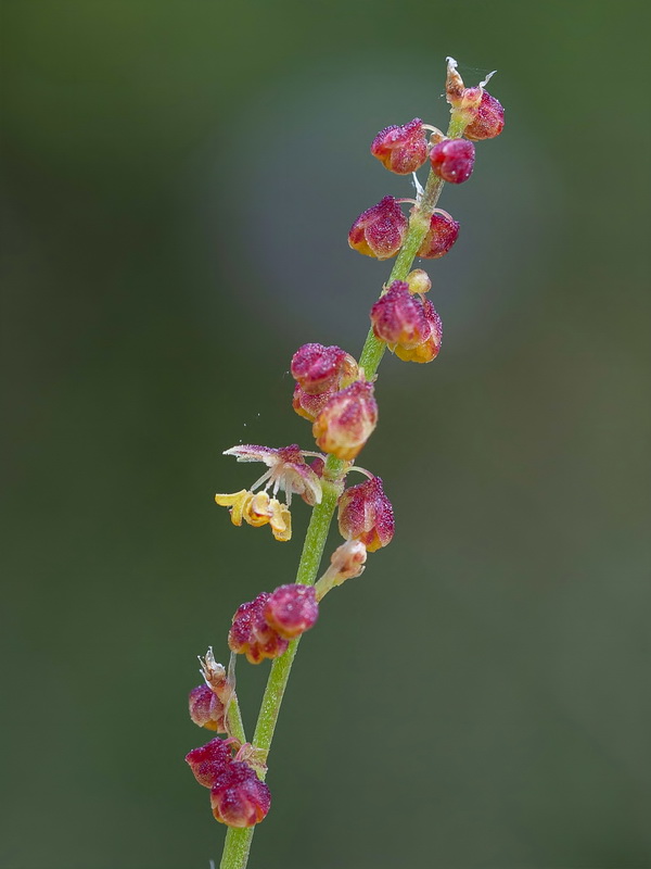 Rumex angiocarpus.08