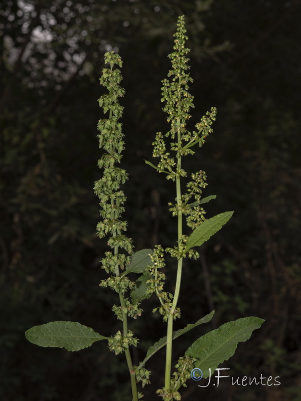 Rumex obtusifolius.03