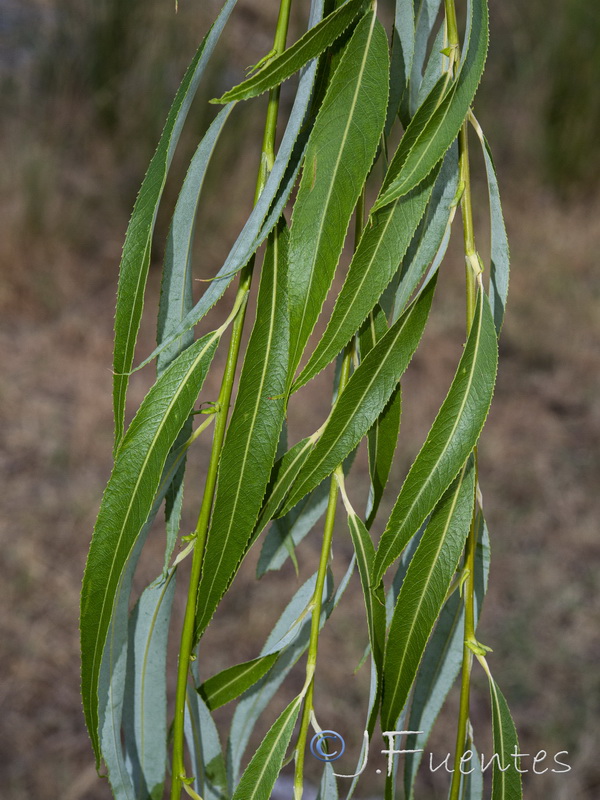 Salix babylonica.01