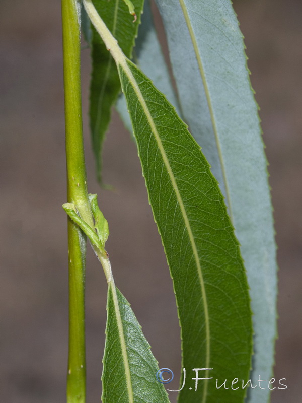 Salix babylonica.03