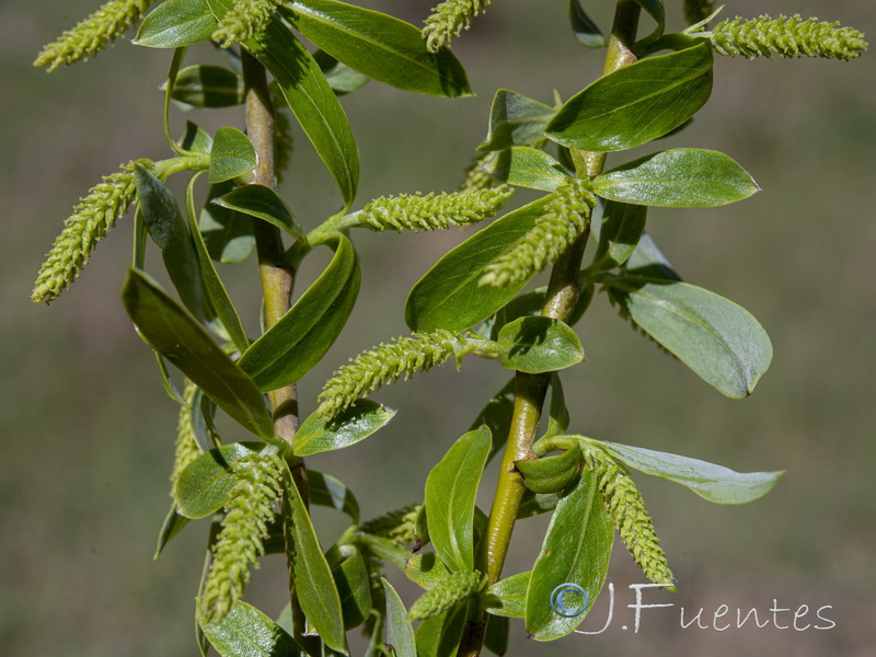 Salix babylonica.04