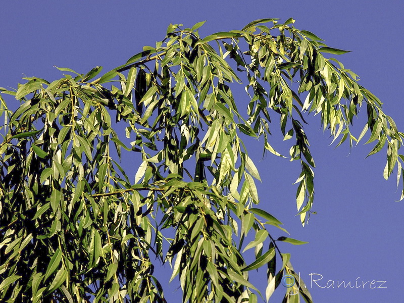 Salix babylonica.06