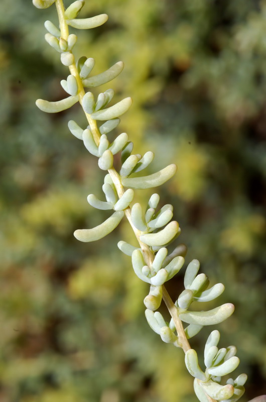 Salsola papilosa.05