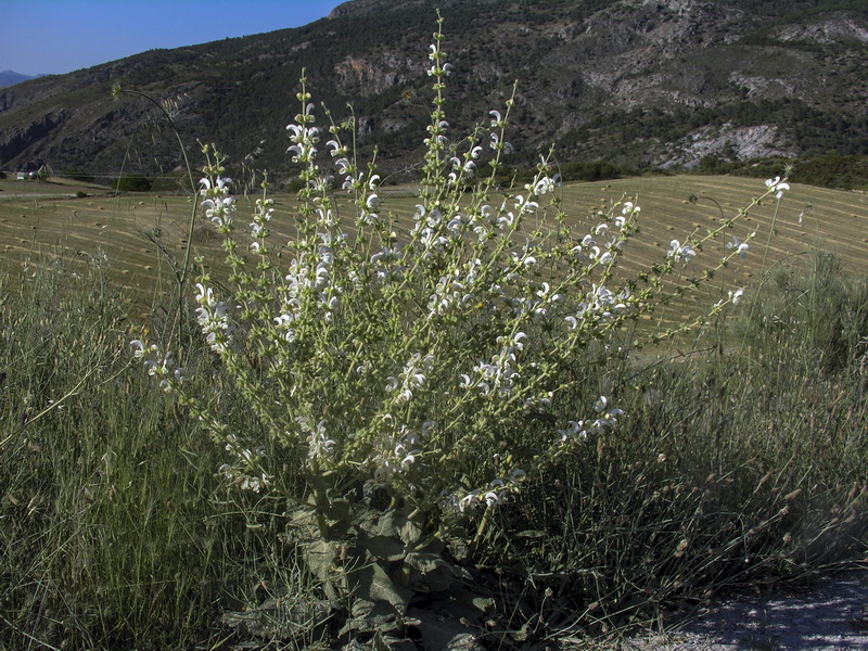 Salvia argentea.01