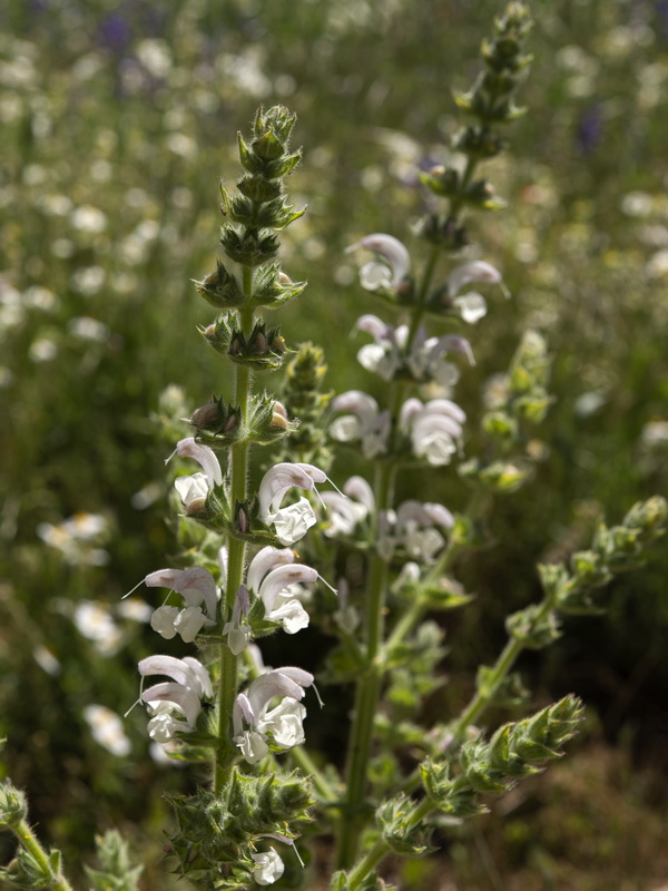 Salvia argentea.09