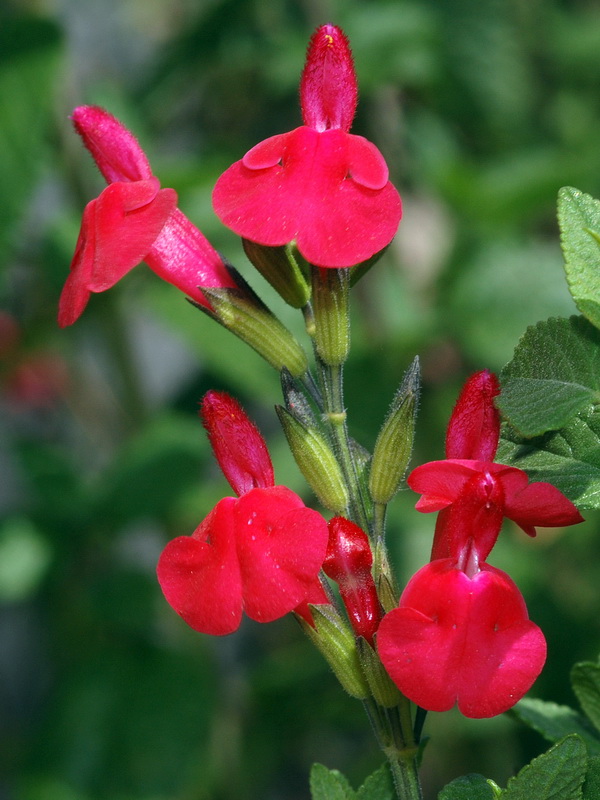 Salvia microphylla.07