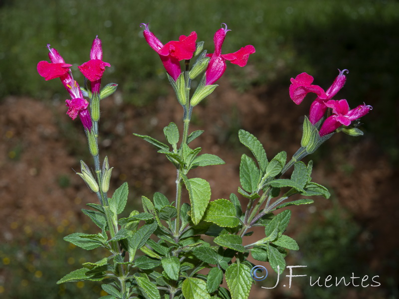 Salvia microphylla.08