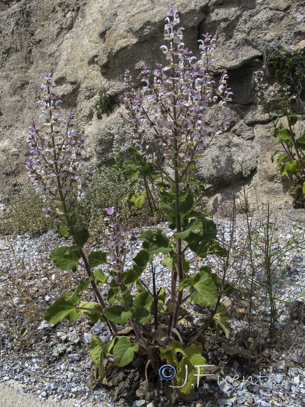 Salvia sclarea.01