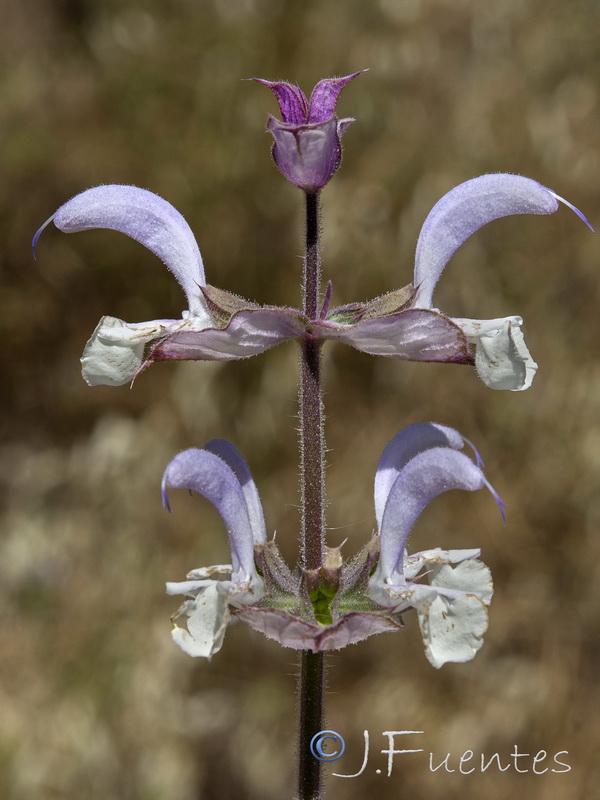 Salvia sclarea.05