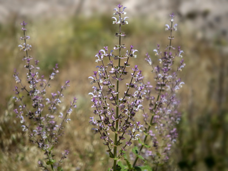 Salvia sclarea.03