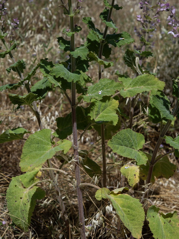 Salvia sclarea.02