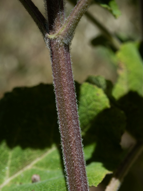 Salvia sclarea.22